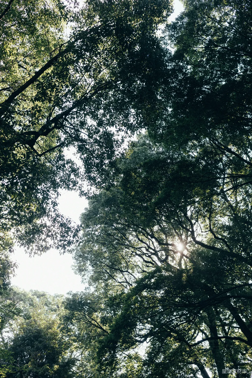 高清摄影 自然 森林 阳光 宁静 户外 阳光透过树梢