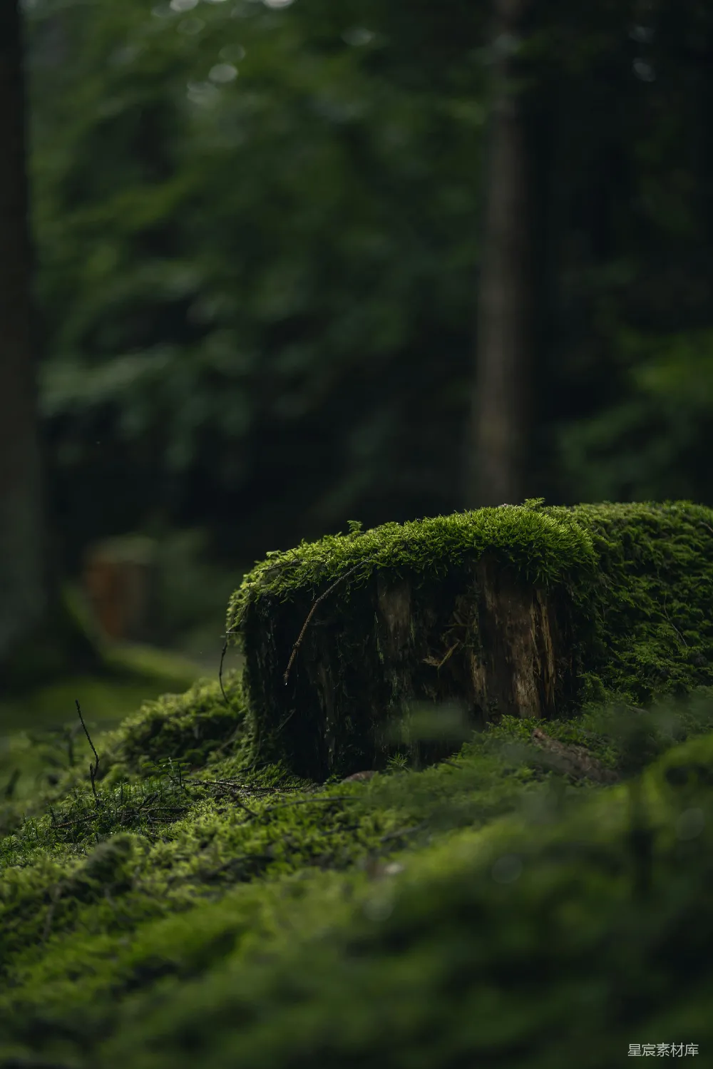 高清摄影 森林 苔藓 树桩 自然 静谧 森林中的苔藓树桩