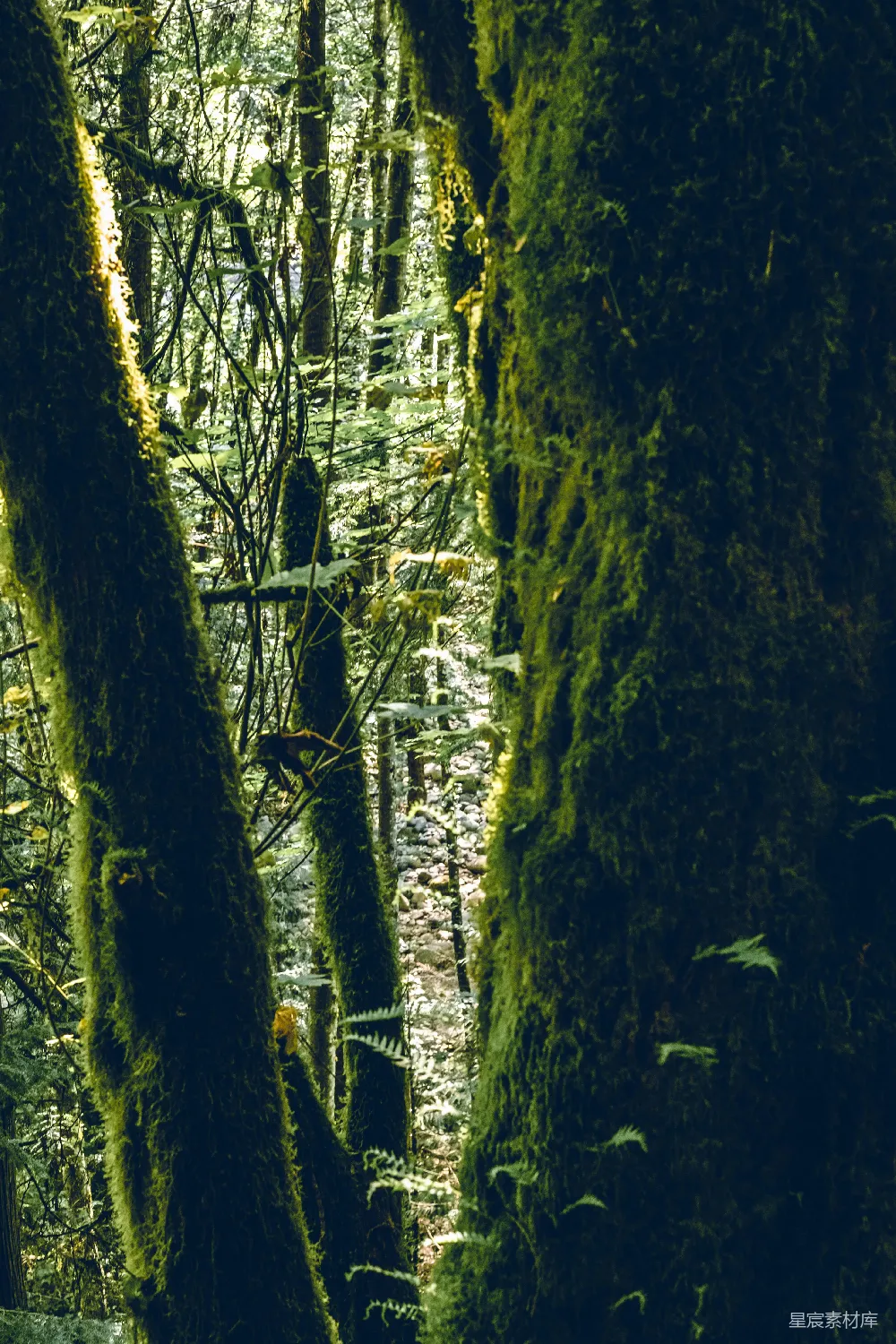 高清摄影 森林 苔藓 幽暗 自然 徒步 幽暗森林中的苔藓小径