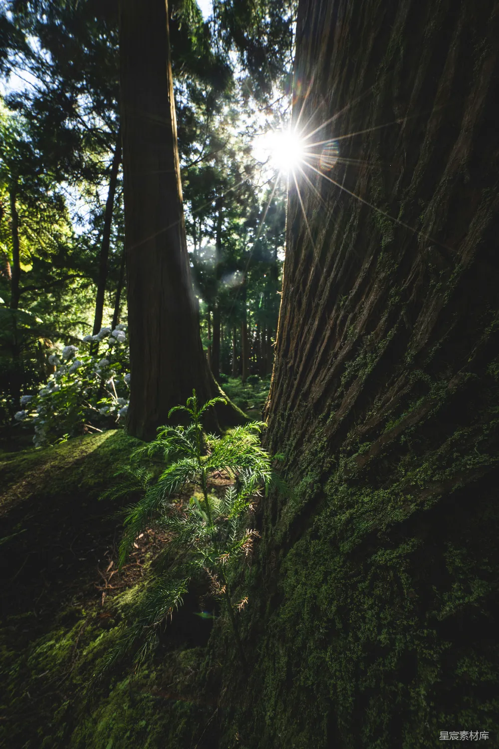 高清摄影 森林 阳光 自然 宁静 苔藓 森林中的光与影
