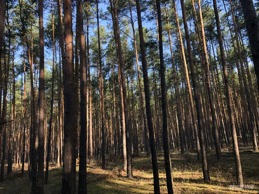 高清摄影 自然 森林 宁静 树木 户外 松树林的宁静时光