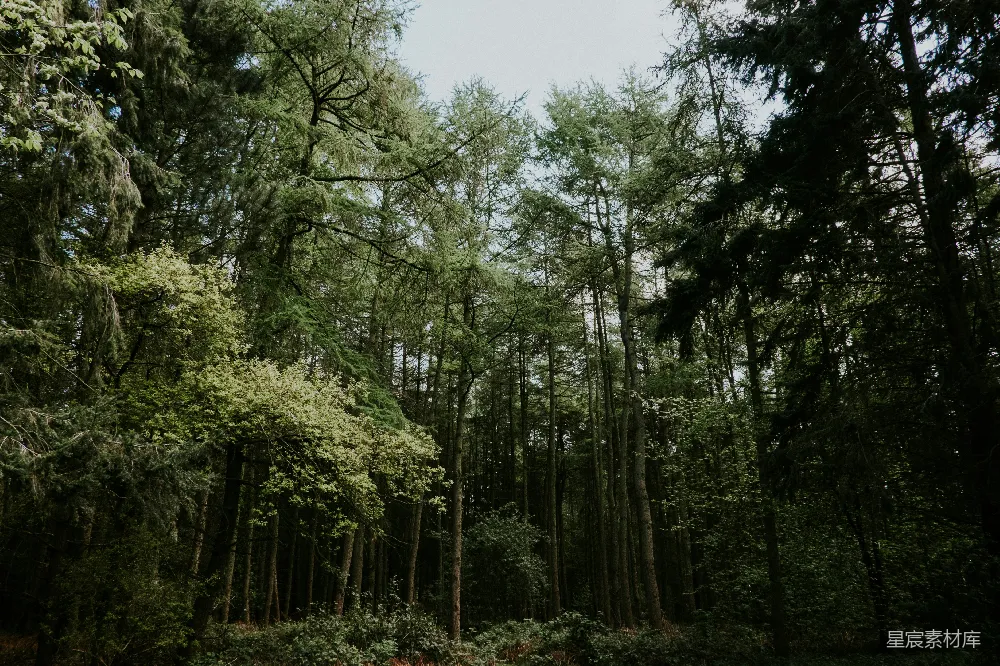高清摄影 自然 宁静 树木 户外 森林 幽静的森林