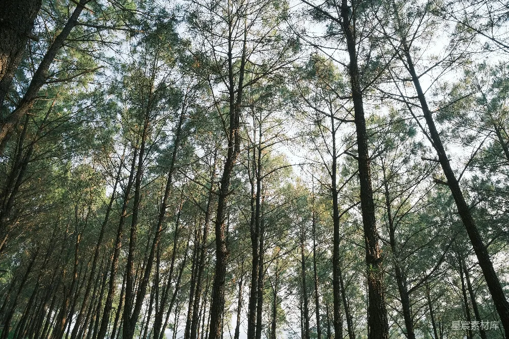 高清摄影 森林 自然 宁静 松树 户外 松林的宁静
