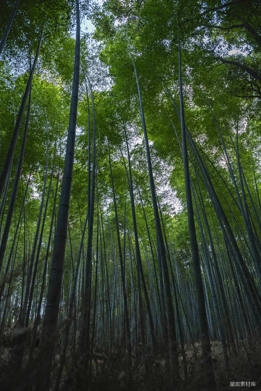高清摄影 竹林 自然风光 宁静 森林 户外 竹林深处