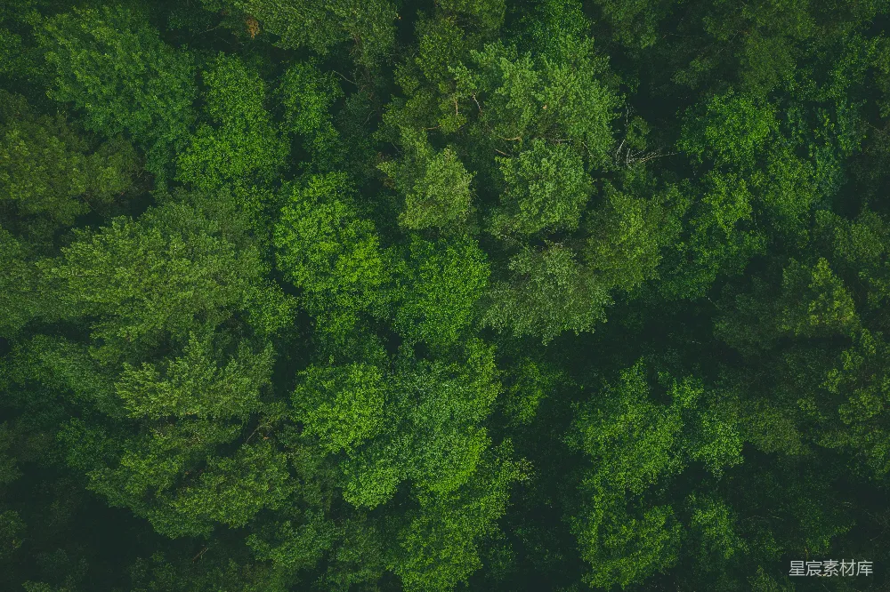 高清摄影 森林 俯瞰 自然 绿色 宁静 森林俯瞰：绿色的海洋