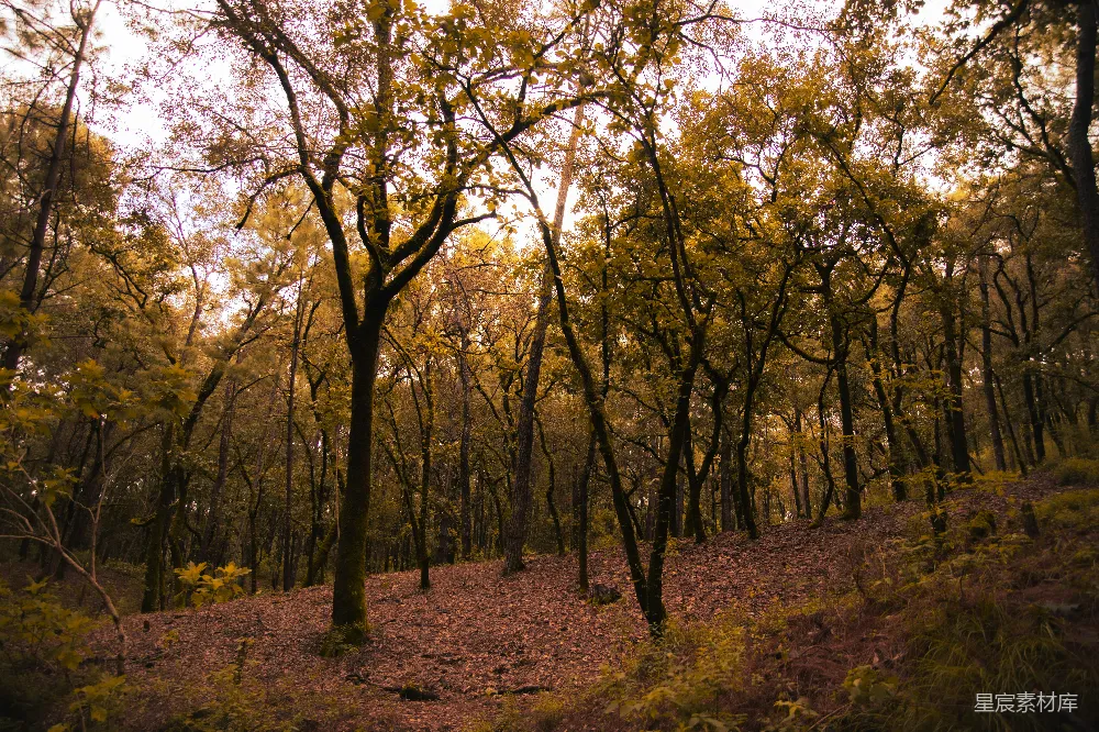 高清摄影 自然 秋天 森林 宁静 风景 金秋森林的宁静