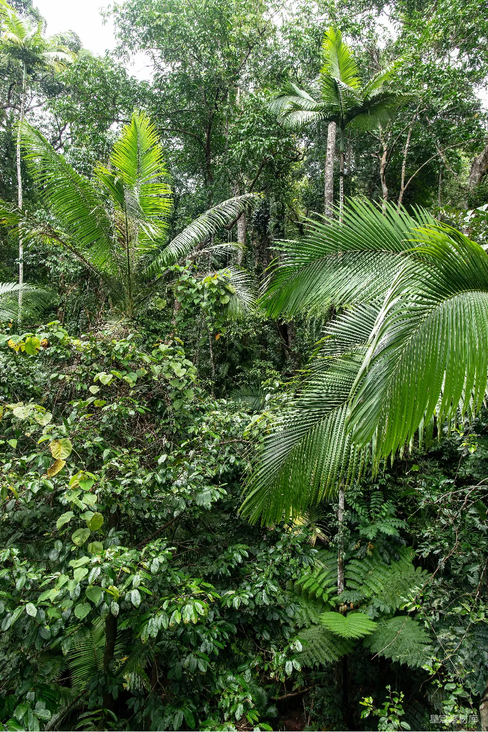 高清摄影 热带雨林 自然风光 生态多样性 绿色植物 生态保护 热带雨林的生机与繁茂