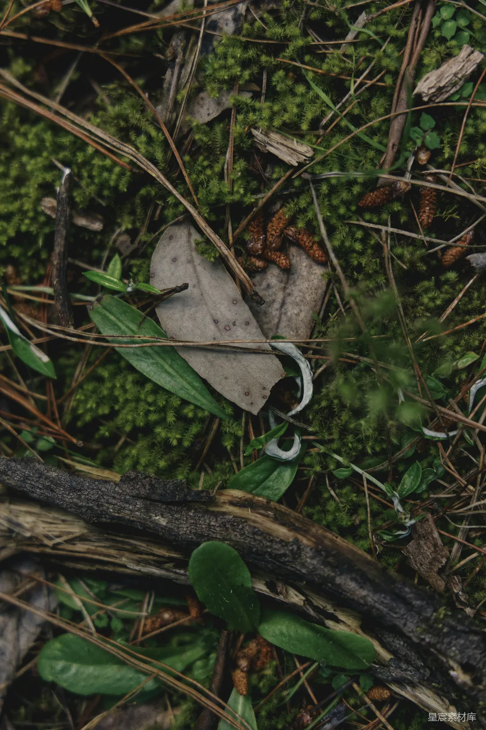 高清摄影 森林 苔藓 枯叶 自然 宁静 森林地面上的枯叶与苔藓