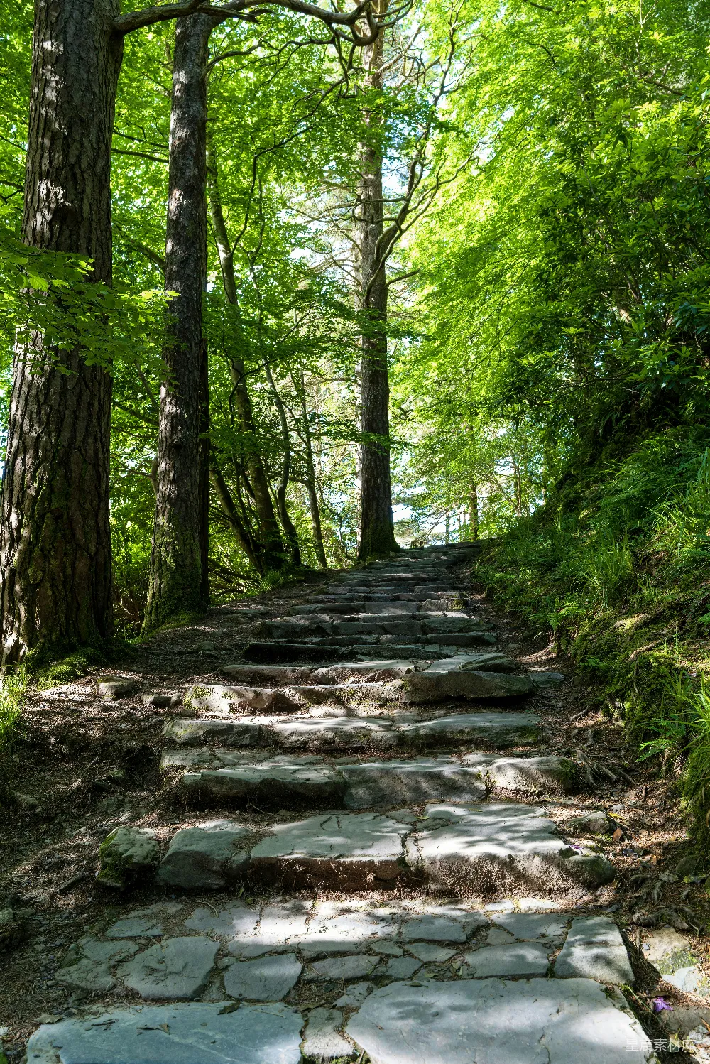 高清摄影 森林 石阶 自然 宁静 户外 森林中的石阶