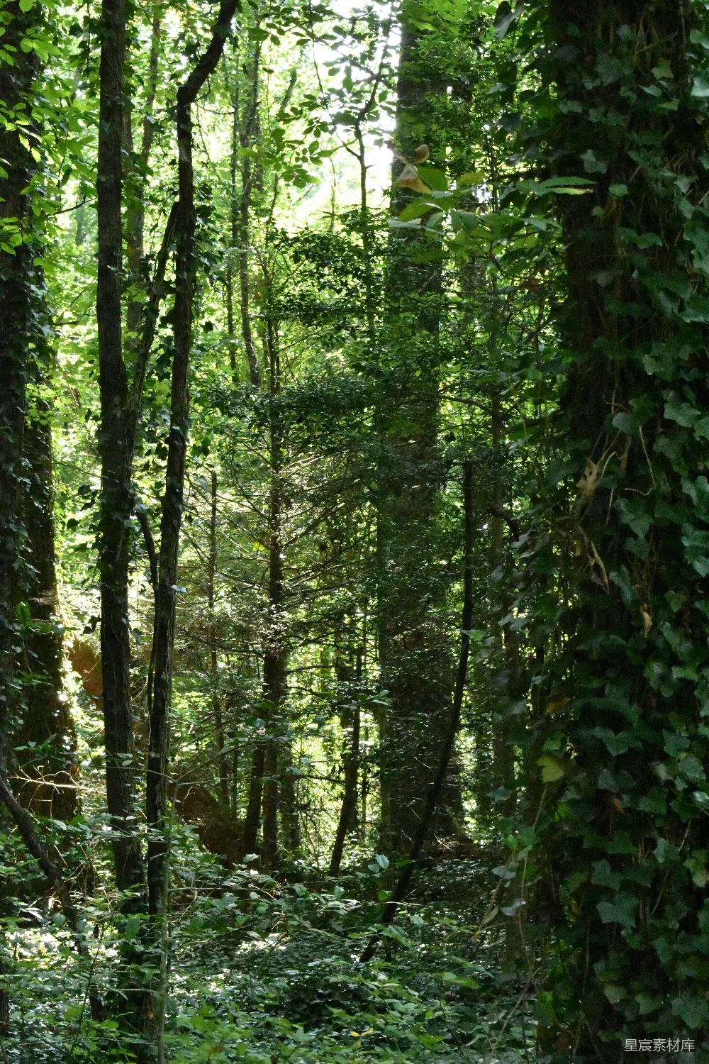 高清摄影 森林 自然 阳光 宁静 探险 阳光穿透森林