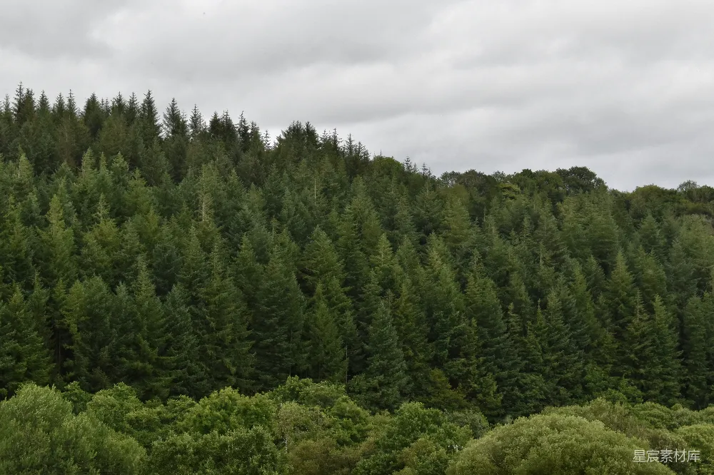 高清摄影 森林 自然 宁静 户外 风景 茂密的森林