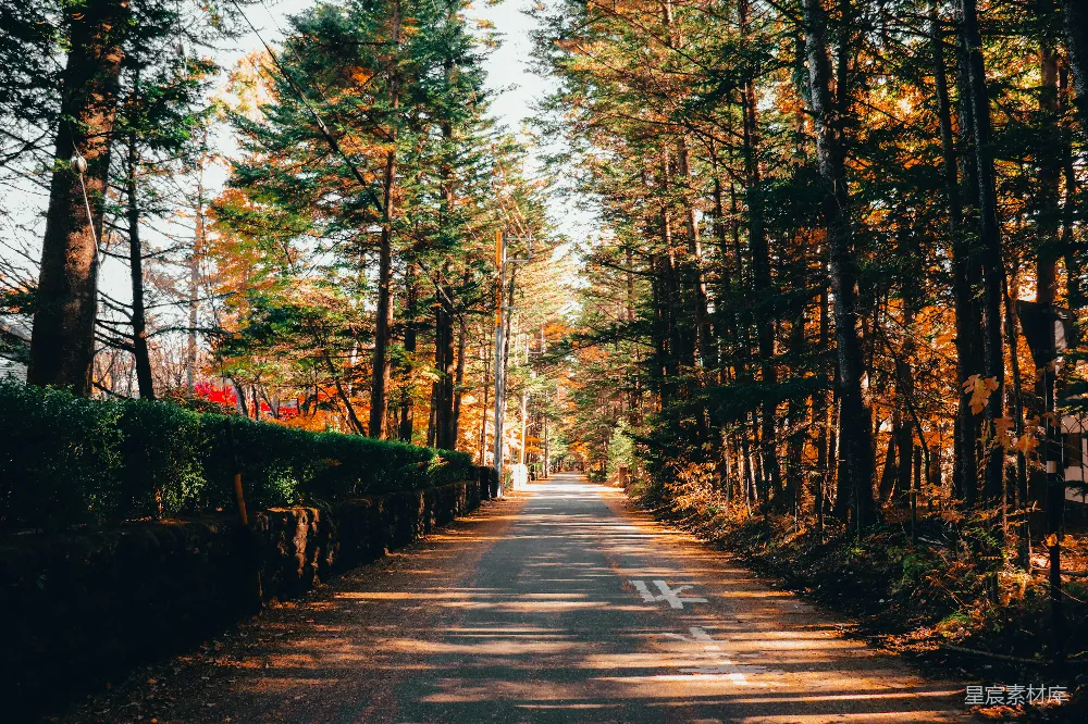 高清摄影 秋天 森林 小路 风景 自然 秋日林荫小道
