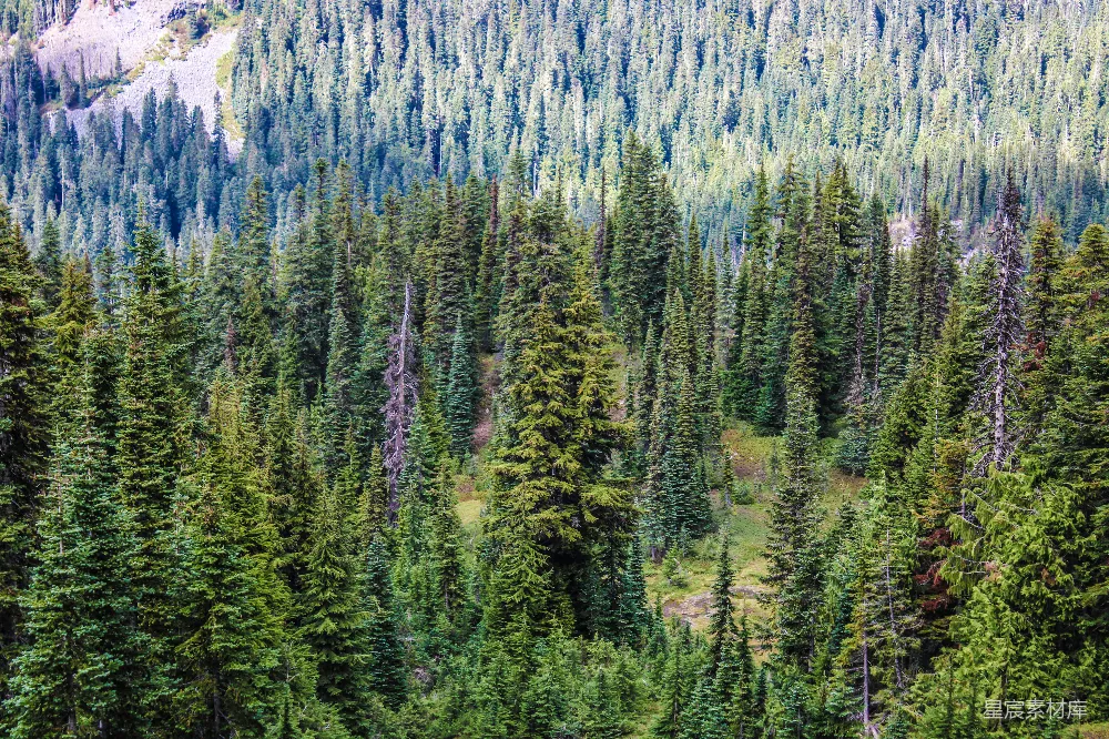 高清摄影 森林 自然 户外 风景 宁静 茂密的松树林