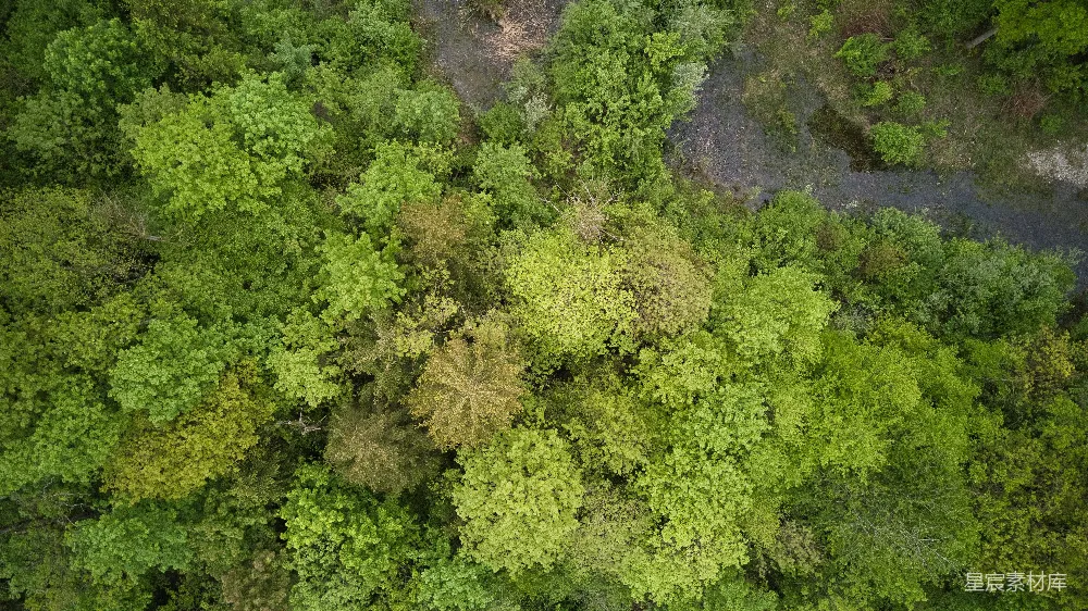 高清摄影 森林 航拍 自然 绿色 生态 俯瞰森林