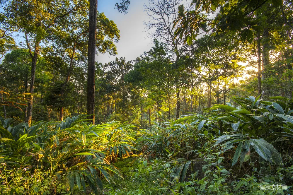 高清摄影 热带雨林 自然风光 清晨 生态 宁静 阳光洒满的热带雨林