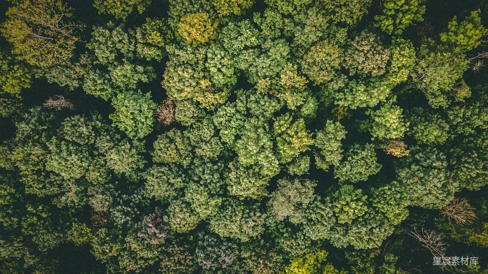 这张图片展示了从空中俯瞰的森林景象。树木郁郁葱葱，呈现出不同的绿色调，有的树叶已经泛黄，显示着季节的更迭。整个画面给人一种宁静而深远的感觉，适合用作自然风光或环保主题的背景图片。
