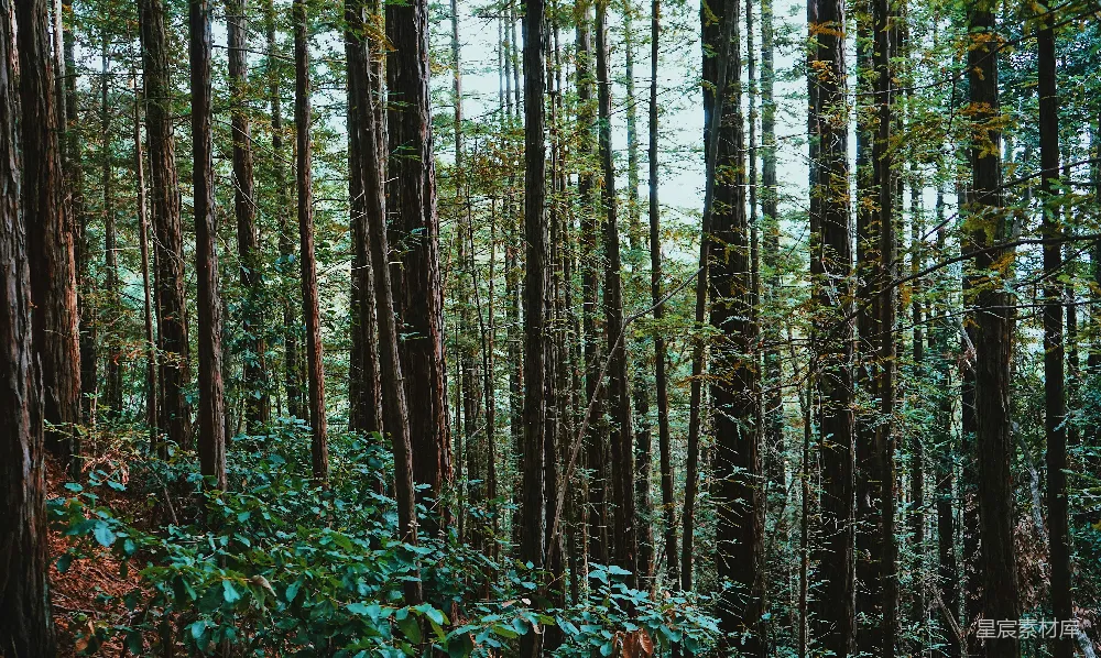 高清摄影 森林 自然 宁静 树木 户外 密林深处的宁静