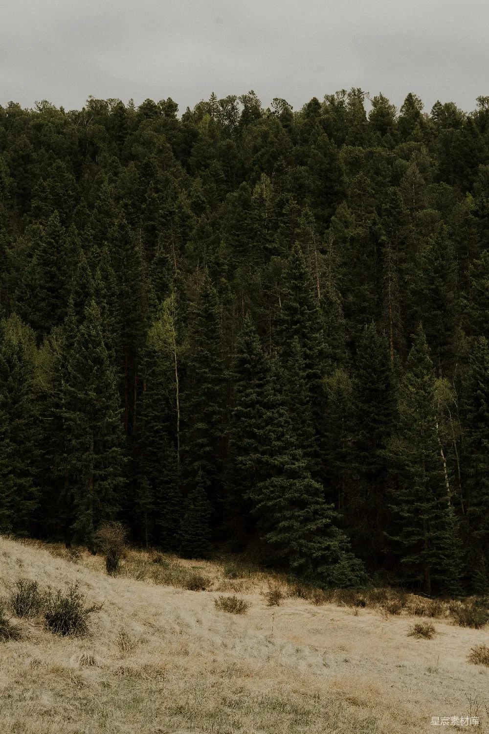 高清摄影 森林 自然 宁静 户外 风景 森林之巅