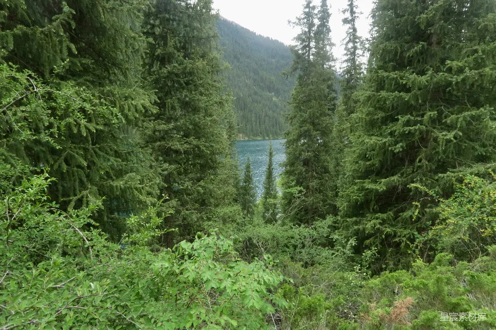 高清摄影 森林 湖泊 自然 宁静 风景 森林中的湖景