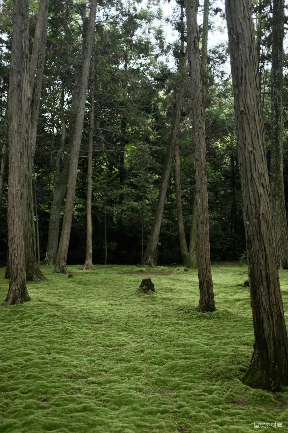 高清摄影 森林 苔藓 自然 宁静 户外 森林中的苔藓地毯