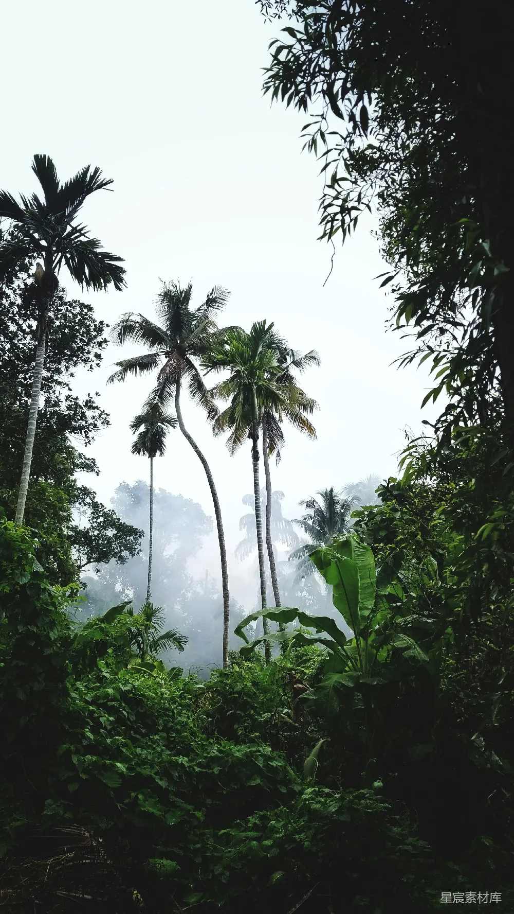 高清摄影 热带雨林 清晨 自然风光 绿色植物 宁静 热带雨林清晨