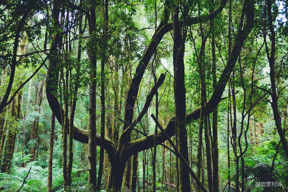 高清摄影 森林 老树 自然 宁静 生态 深邃森林中的老树