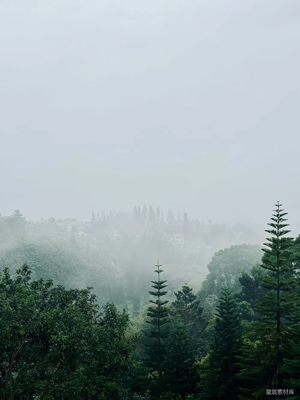 高清摄影 森林 雾气 宁静 自然 风景 雾中静谧森林