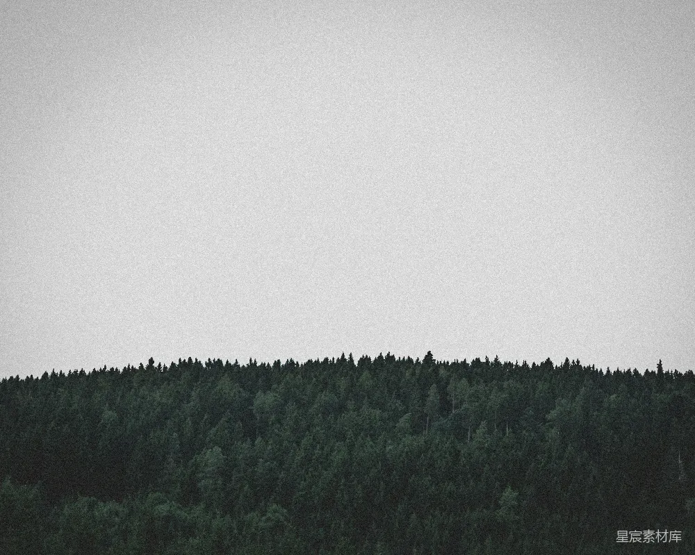 高清摄影 自然 黑白 宁静 森林 风景 森林的轮廓