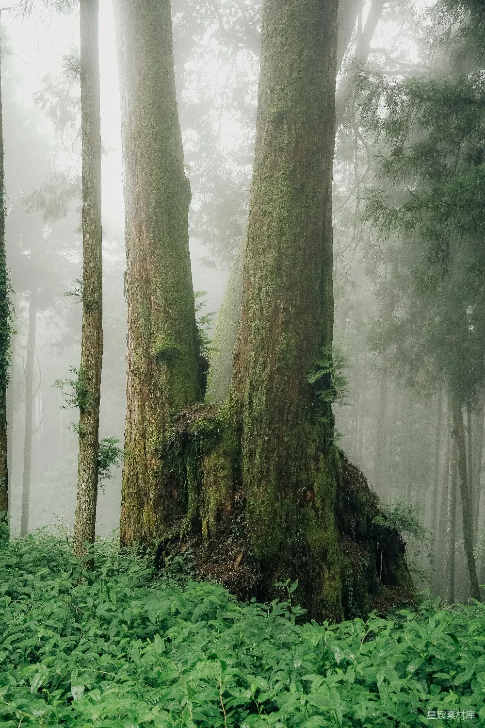 高清摄影 森林 雾气 自然 宁静 树 雾中森林