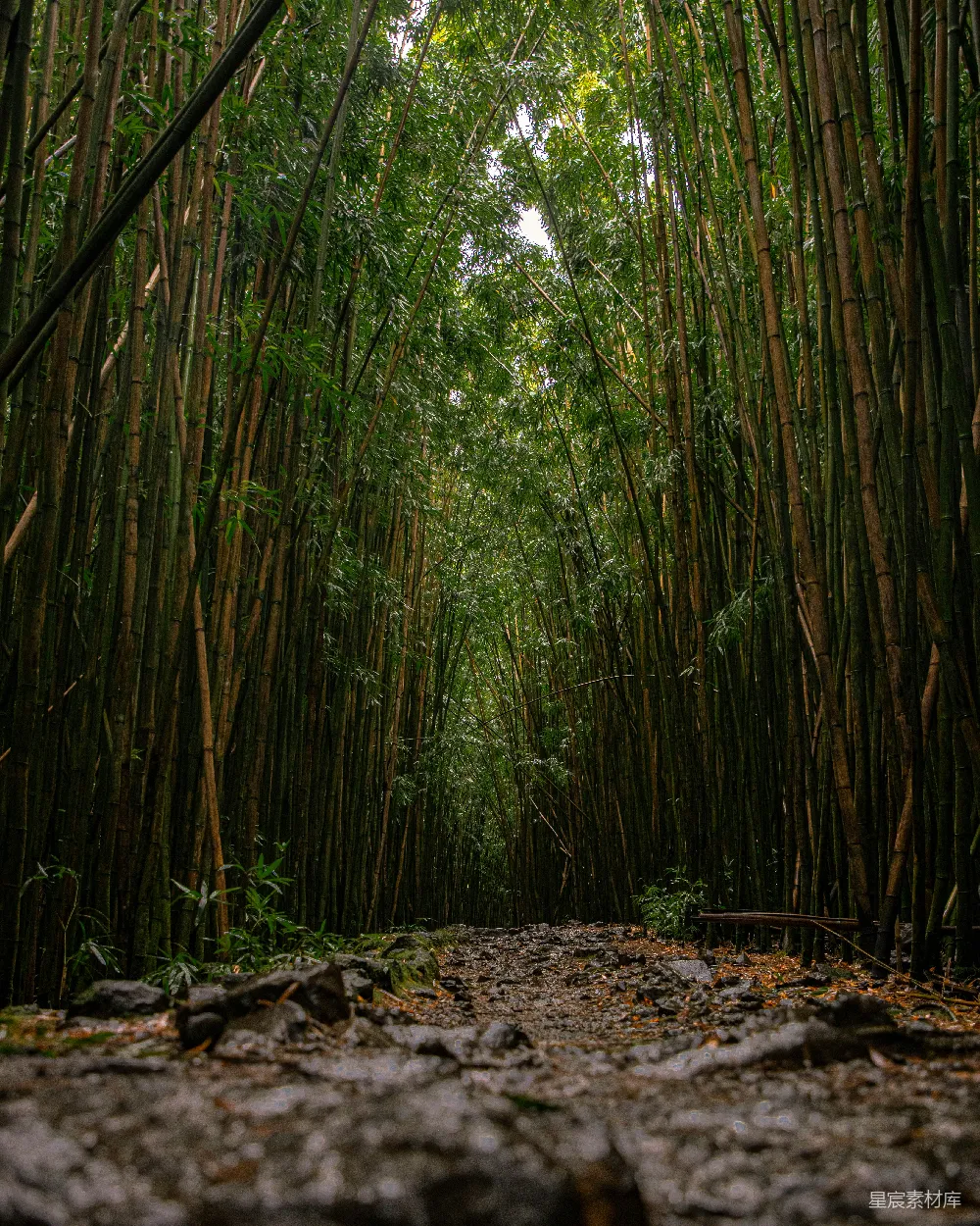 高清摄影 竹林 自然 幽静 徒步 户外 竹林幽径