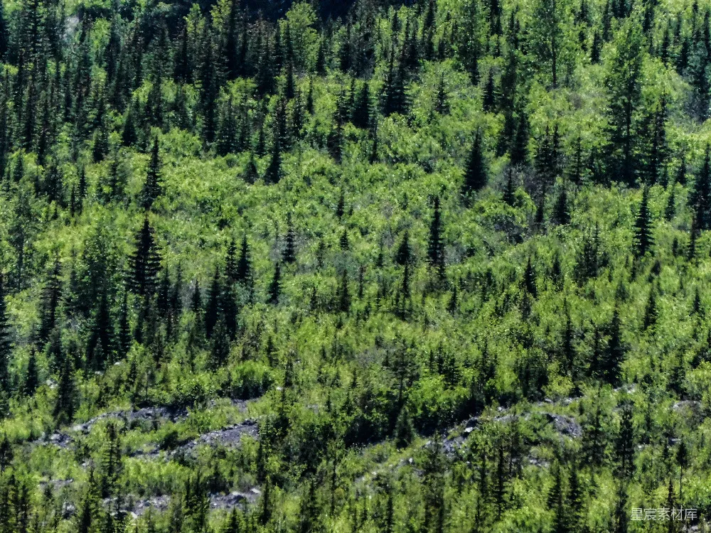高清摄影 森林 自然 绿色 环境 生态 茂密的森林