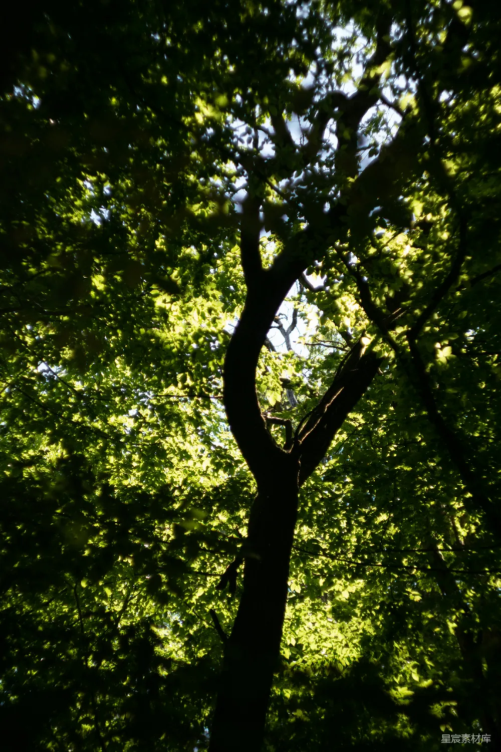 高清摄影 自然 树 阳光 宁静 户外 阳光穿透树叶的树