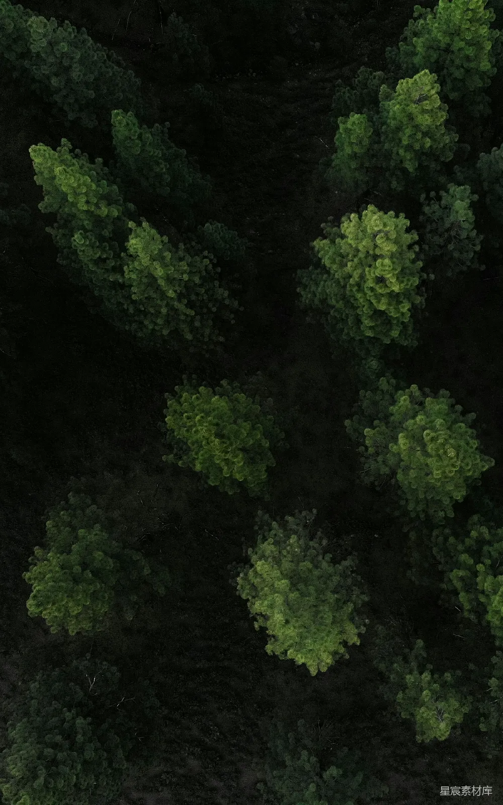 这张图片展示了从高空俯瞰的森林景象，树木密集，排列有序，呈现出一片生机勃勃的绿色。通过航拍镜头，可以清晰地看到每一棵树木的轮廓，给人一种宁静和平和的感觉。这种场景适合用作环保、自然、生态相关的背景图片。