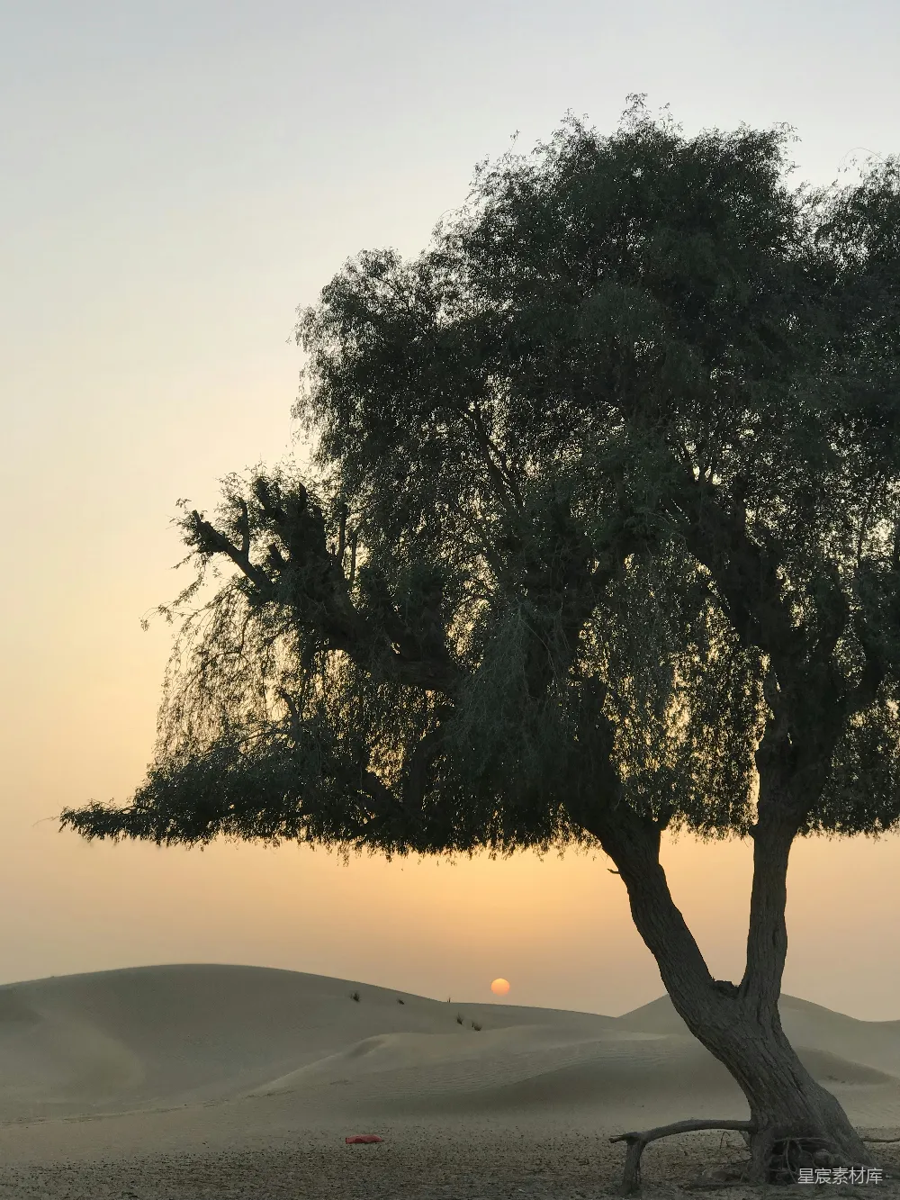 这张图片展示了一棵孤独的树木在沙漠中剪影，夕阳的余晖洒在沙丘上，形成了美丽的自然景观。树木的轮廓在夕阳的映衬下显得格外醒目，给人一种宁静而深邃的感觉。这种场景非常适合用于表达孤独、宁静或自然美的主题。
