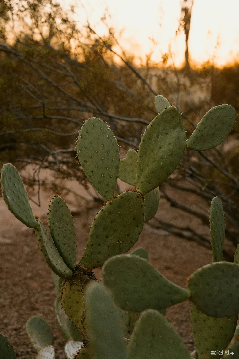 高清摄影 仙人掌 沙漠 自然 植物 日落 沙漠中的仙人掌