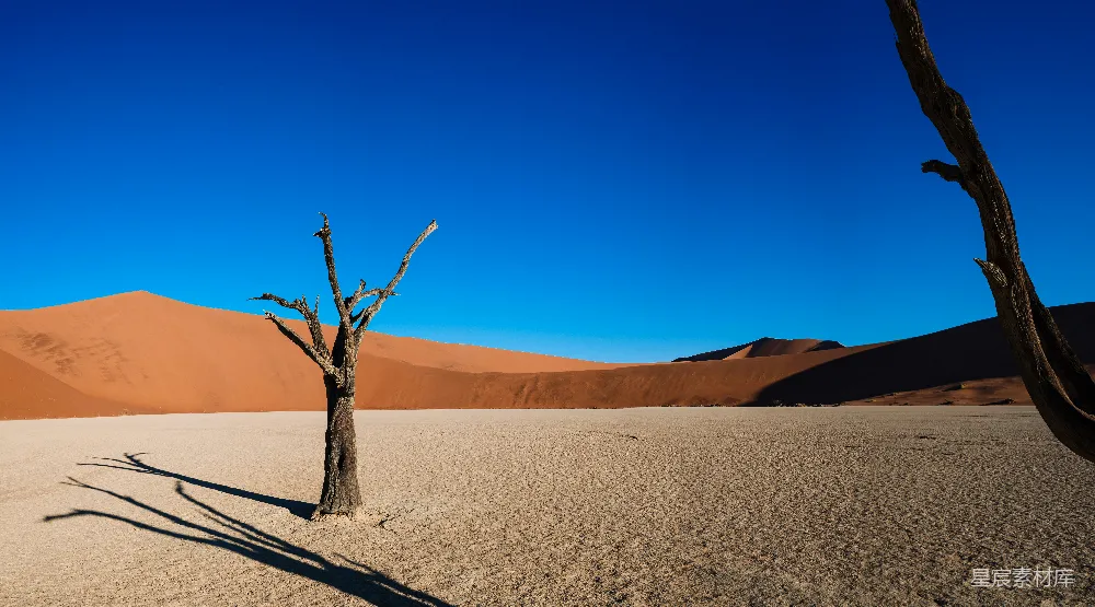 高清摄影 沙漠 孤树 自然景观 荒凉 风景 沙漠中的孤树