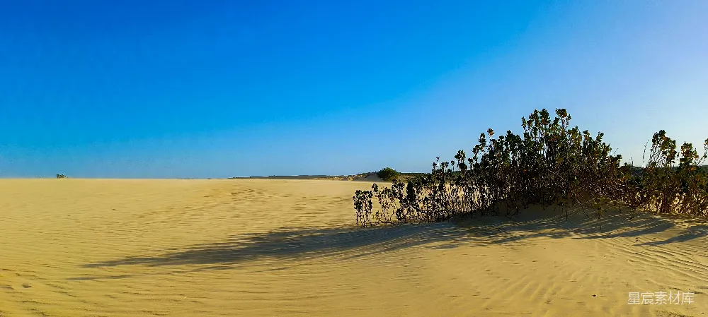 高清摄影 沙漠 自然景观 绿植 宁静 户外 沙漠中的绿洲