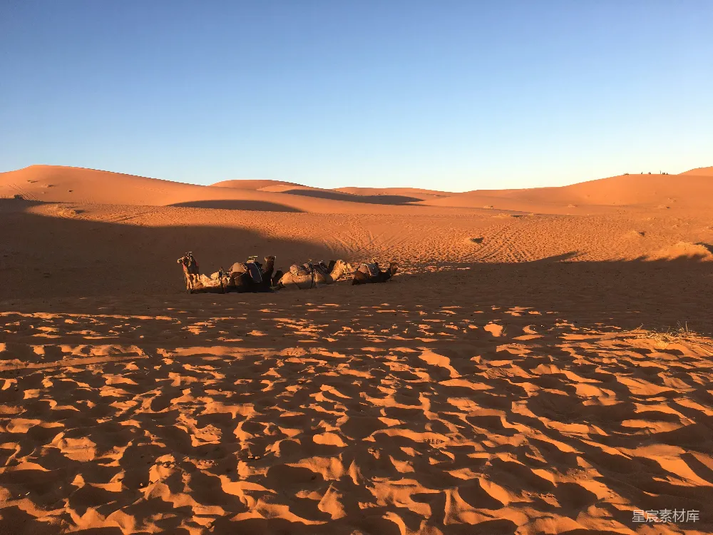 高清摄影 沙漠 骆驼 自然风光 户外 旅行 沙漠中的骆驼