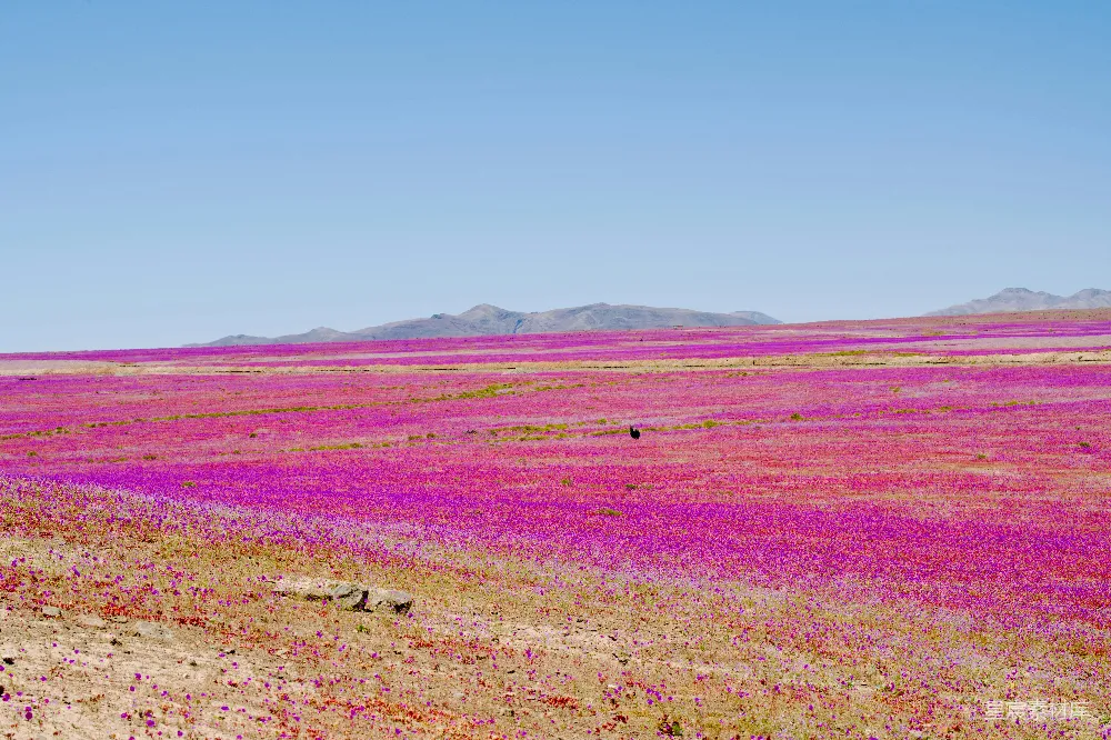 高清摄影 沙漠 花海 粉紫色 自然风光 旅行 沙漠之花：粉紫色的花海