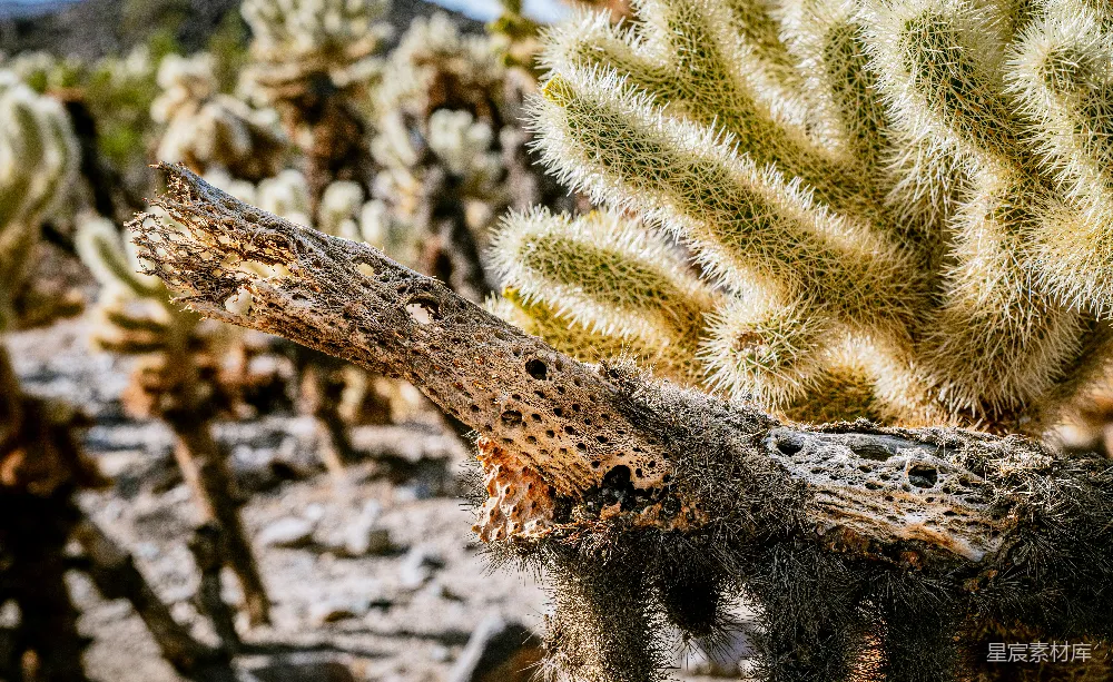 高清摄影 沙漠植物 自然之美 生态多样性 荒漠景观 枯木与仙人掌 荒漠中的仙人掌与枯木