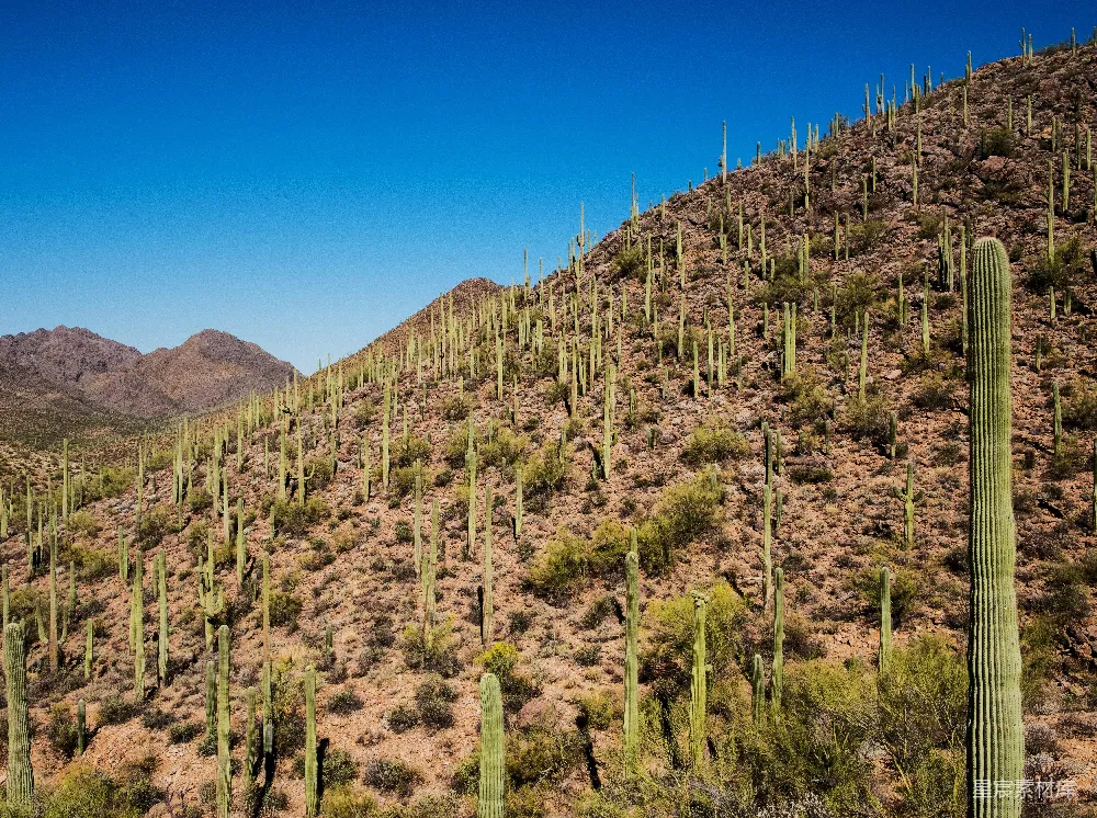 高清摄影 沙漠 仙人掌 山脉 自然风光 户外 壮丽的沙漠仙人掌景观