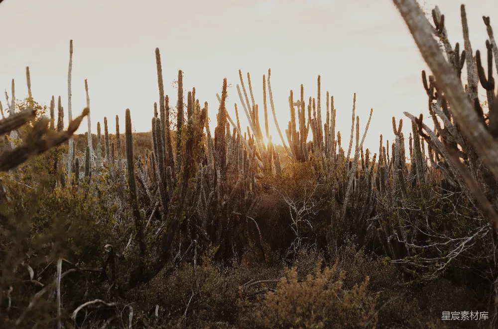高清摄影 沙漠 自然 植物 风景 日落 夕阳下的仙人掌