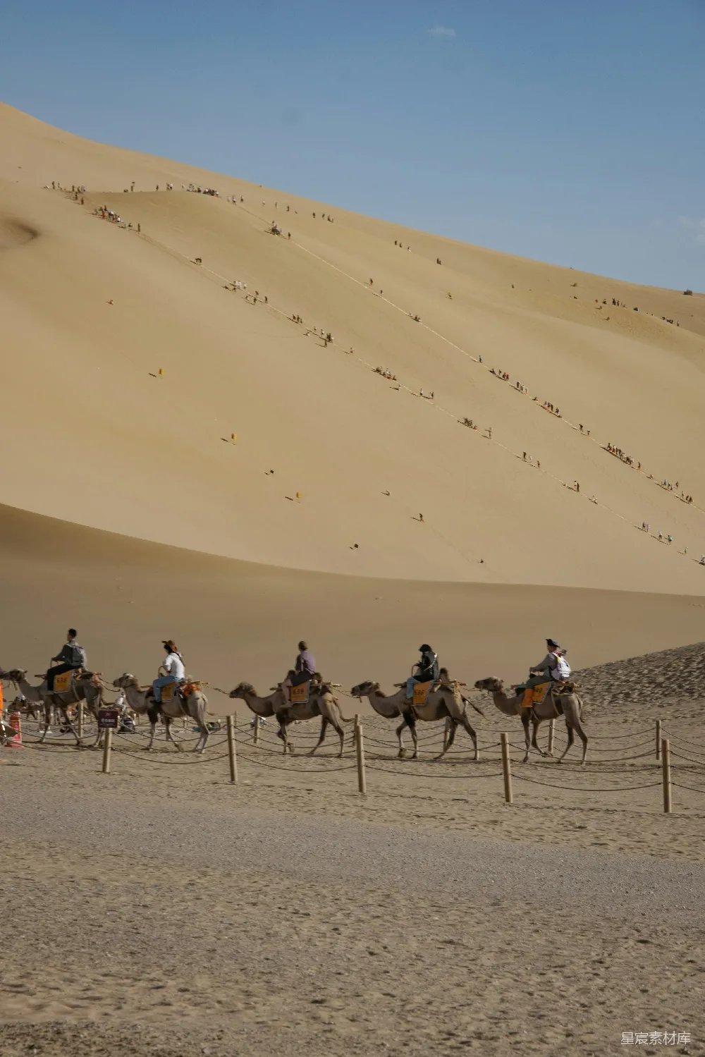 高清摄影 沙漠 骆驼 旅行 自然风光 户外活动 沙漠骆驼骑行