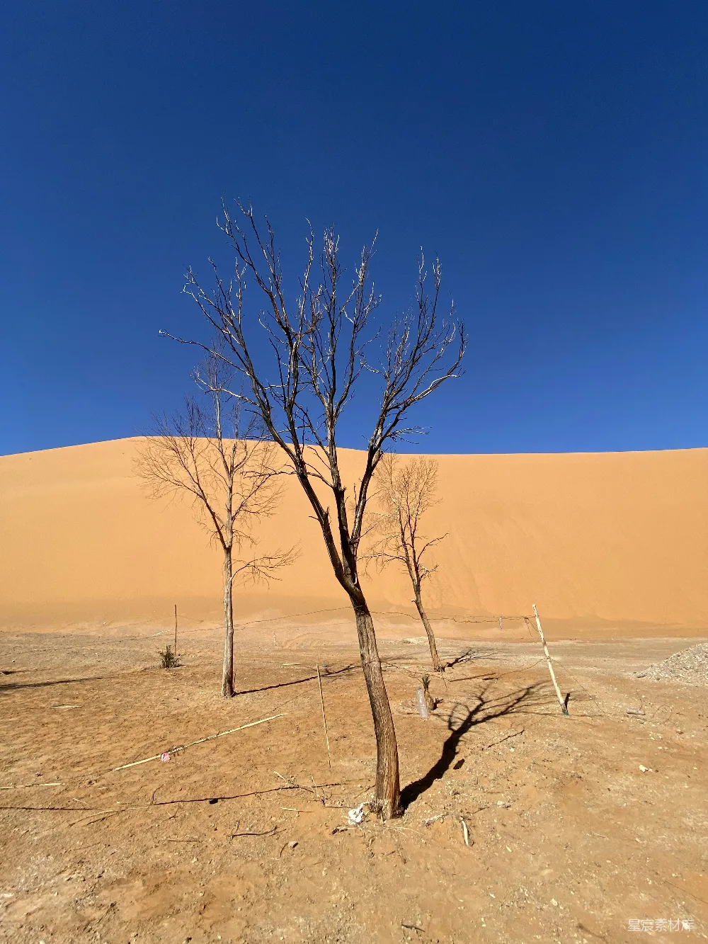 高清摄影 沙漠 孤树 自然景观 荒凉 生态 沙漠中的孤树