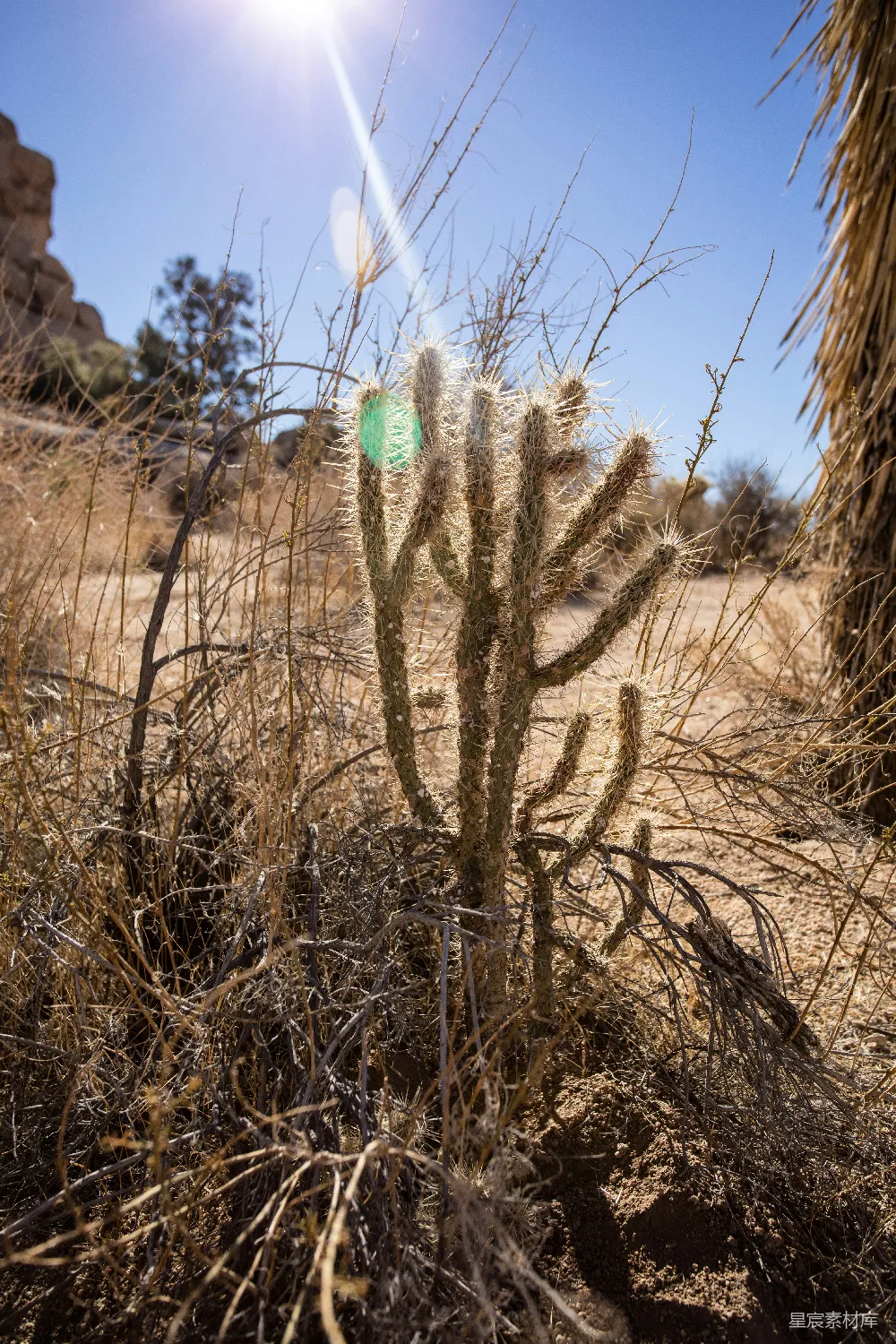 高清摄影 沙漠 植物 自然 荒芜 仙人掌 荒漠中的仙人掌