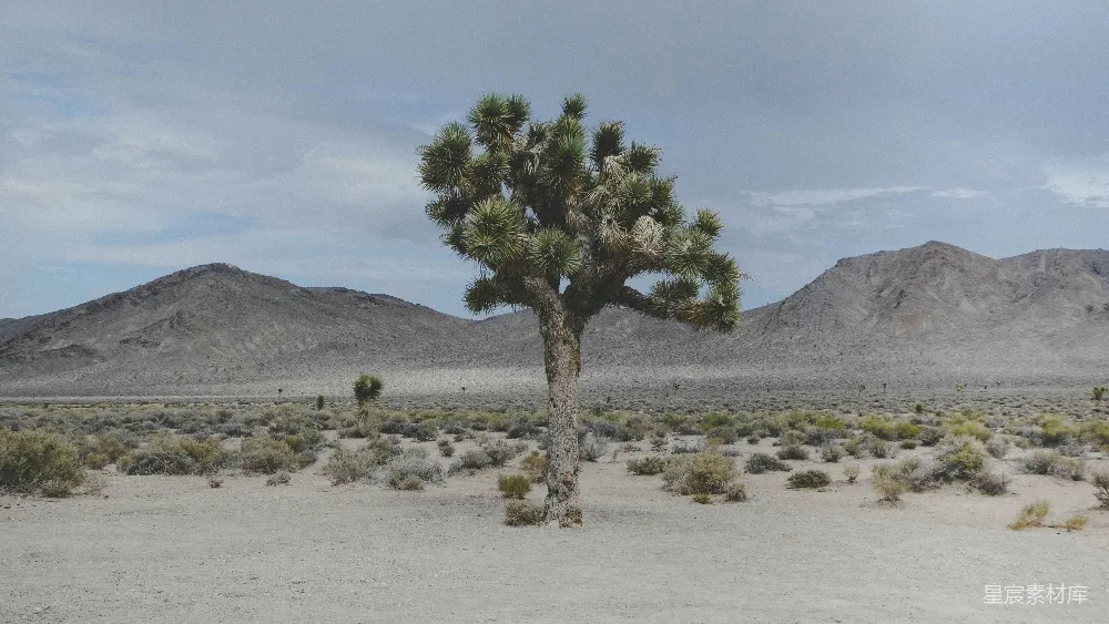 高清摄影 沙漠 自然景观 孤独 植物 荒芜 沙漠孤树