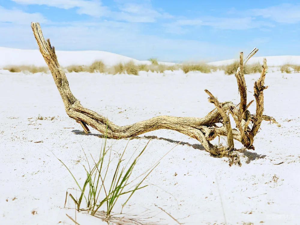 这张图片展示了沙漠中的一棵枯枝，它静静地躺在白色的沙地上，背景中是稀疏的沙生植物和远处的沙丘。前景中，一些绿色的小草从沙地上顽强地生长出来，形成了鲜明的对比。天空晴朗，阳光明媚，整个画面给人一种坚韧与希望的感觉。