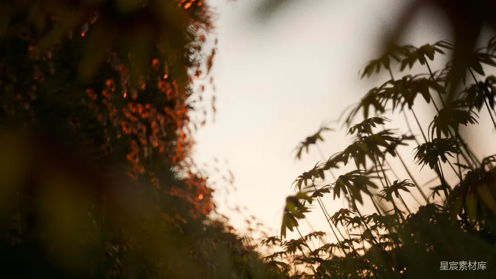 高清摄影 自然风光 日落 竹林 剪影 宁静 夕阳下的竹林剪影