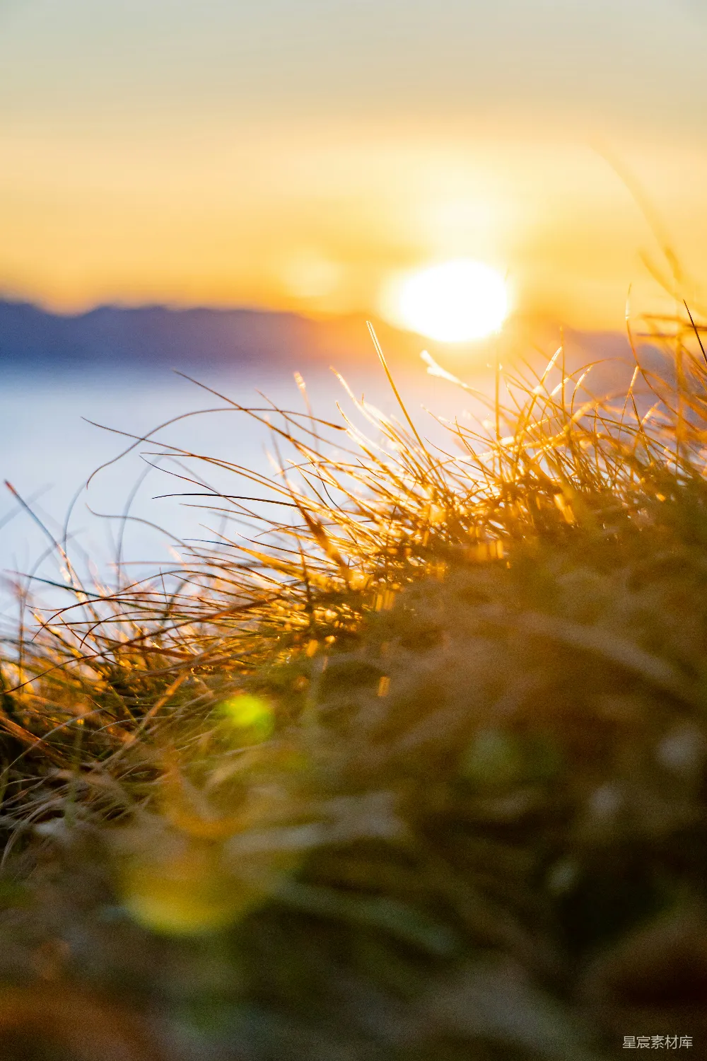 高清摄影 夕阳 自然 宁静 温暖 户外 夕阳下的草丛