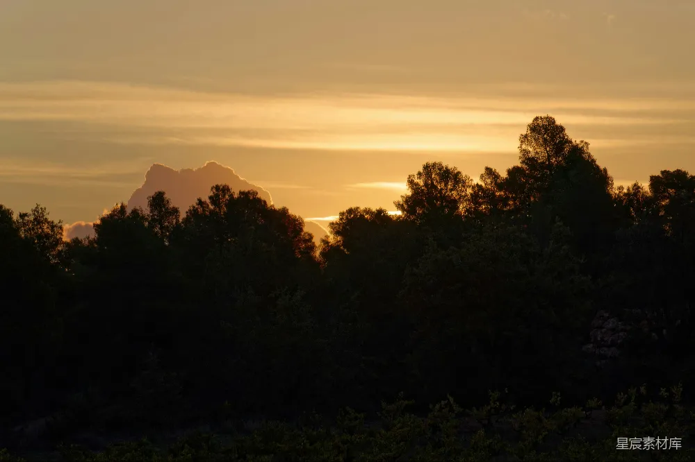 高清摄影 夕阳 森林 剪影 自然 宁静 夕阳下的森林剪影